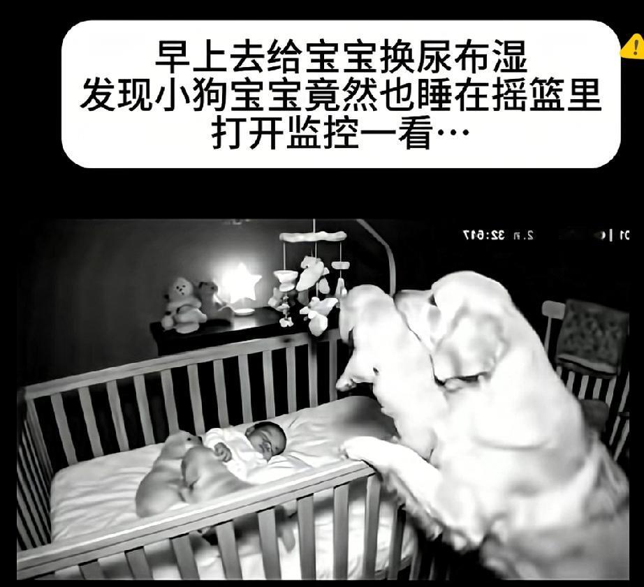 谁能拒绝一只偷偷给娃“攀高枝”的狗妈妈啊！监控里它踮着脚尖，费劲把狗崽叼进婴
