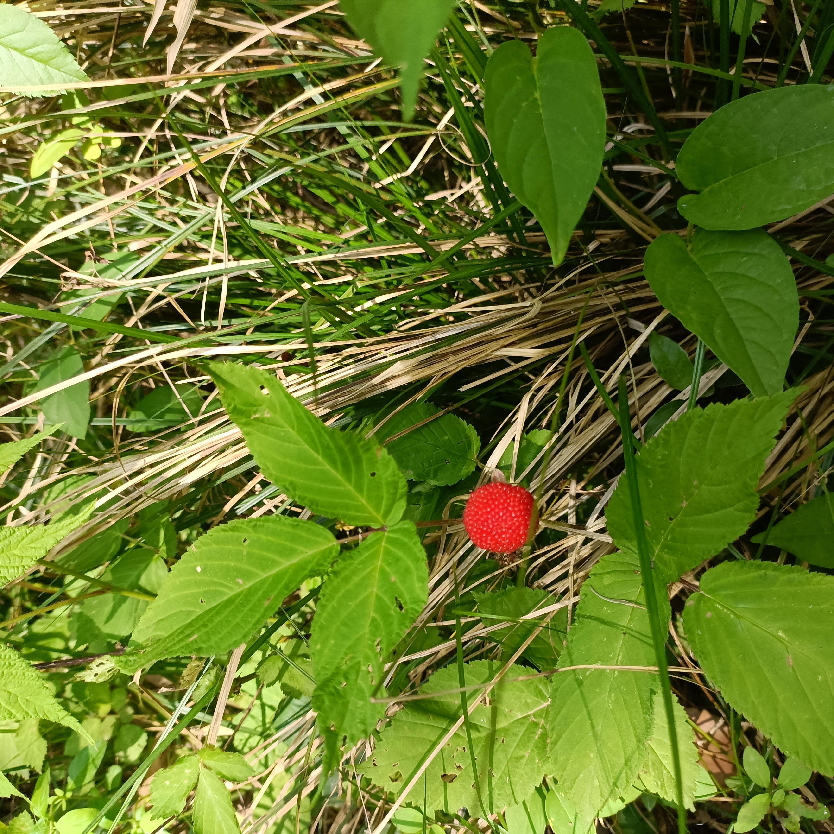 今天到山里摘野果吃，我们那里叫“梦”。​​​