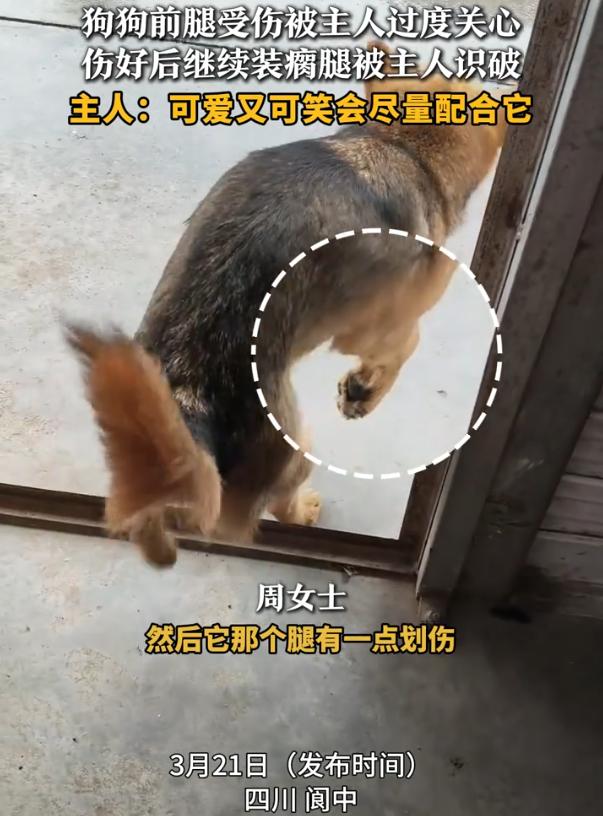 “这狗子太聪明了！”四川阆中，女子家里的狗狗前腿受伤，明明已经好了，但每次看到主