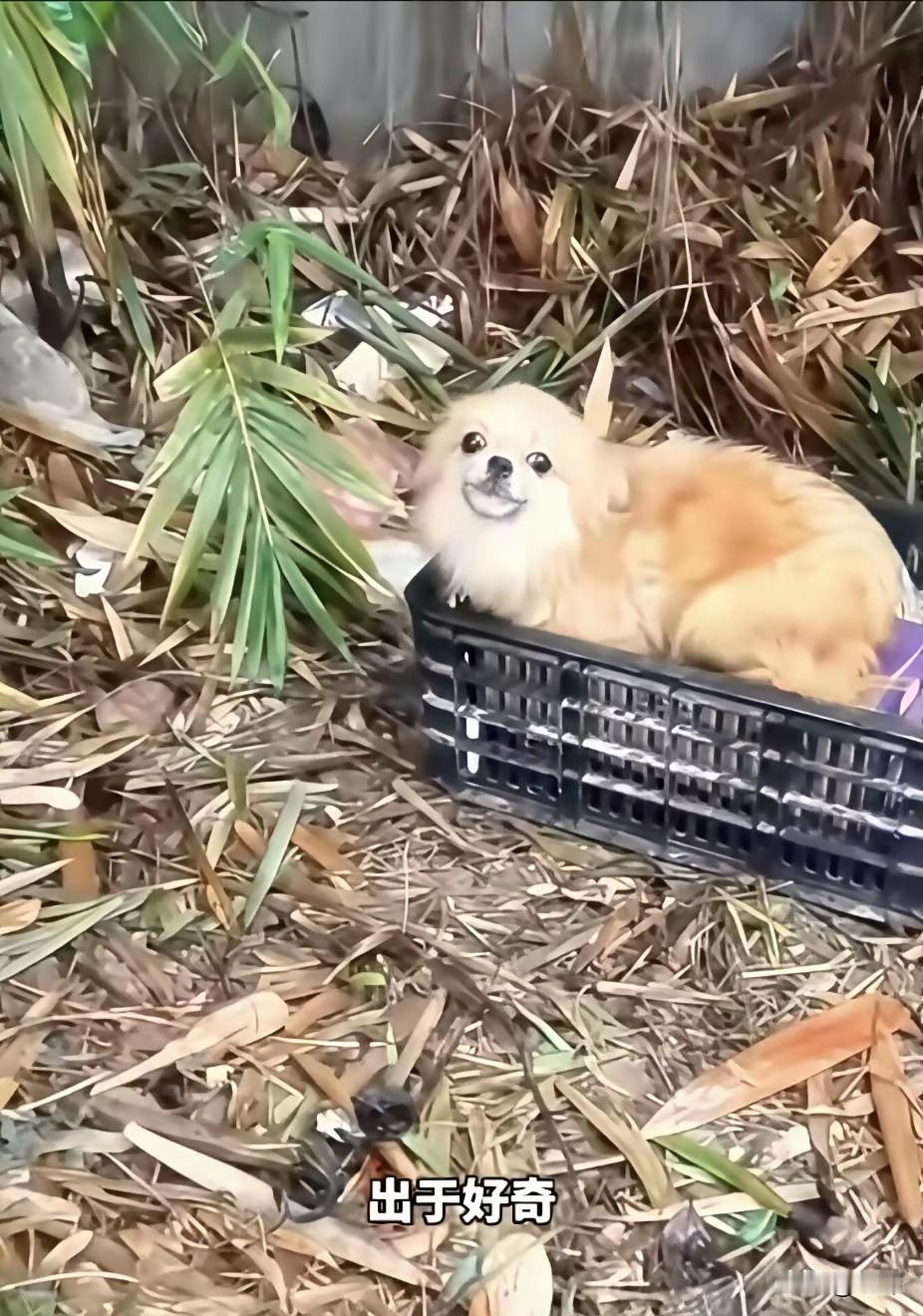 母爱真的很伟大！这天一位哥哥去公园散步，当他走到一个竹林附近的时候，突然有只流浪