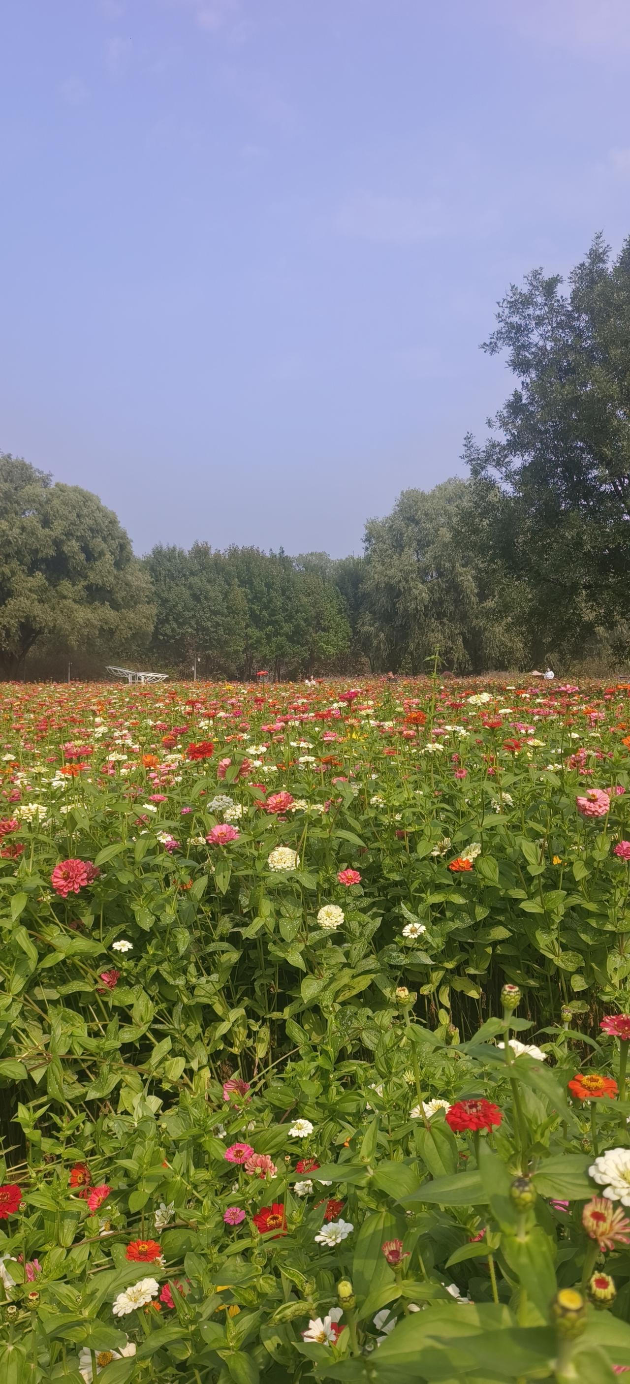 秋日生活打卡季北京奥森北园花卉展，非常漂亮，简直就是花的海洋，很多中老年朋友都去