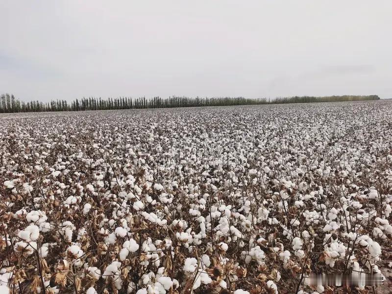 1.新疆棉区（绝对核心，占全国约86%）-范围：新疆全境、甘肃部分地区-