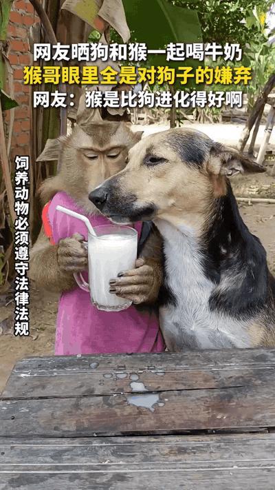 “狗子光顾自己”！主人递来的牛奶杯，成了狗子和猴哥的快乐战场。猴子刚把杯子端稳，