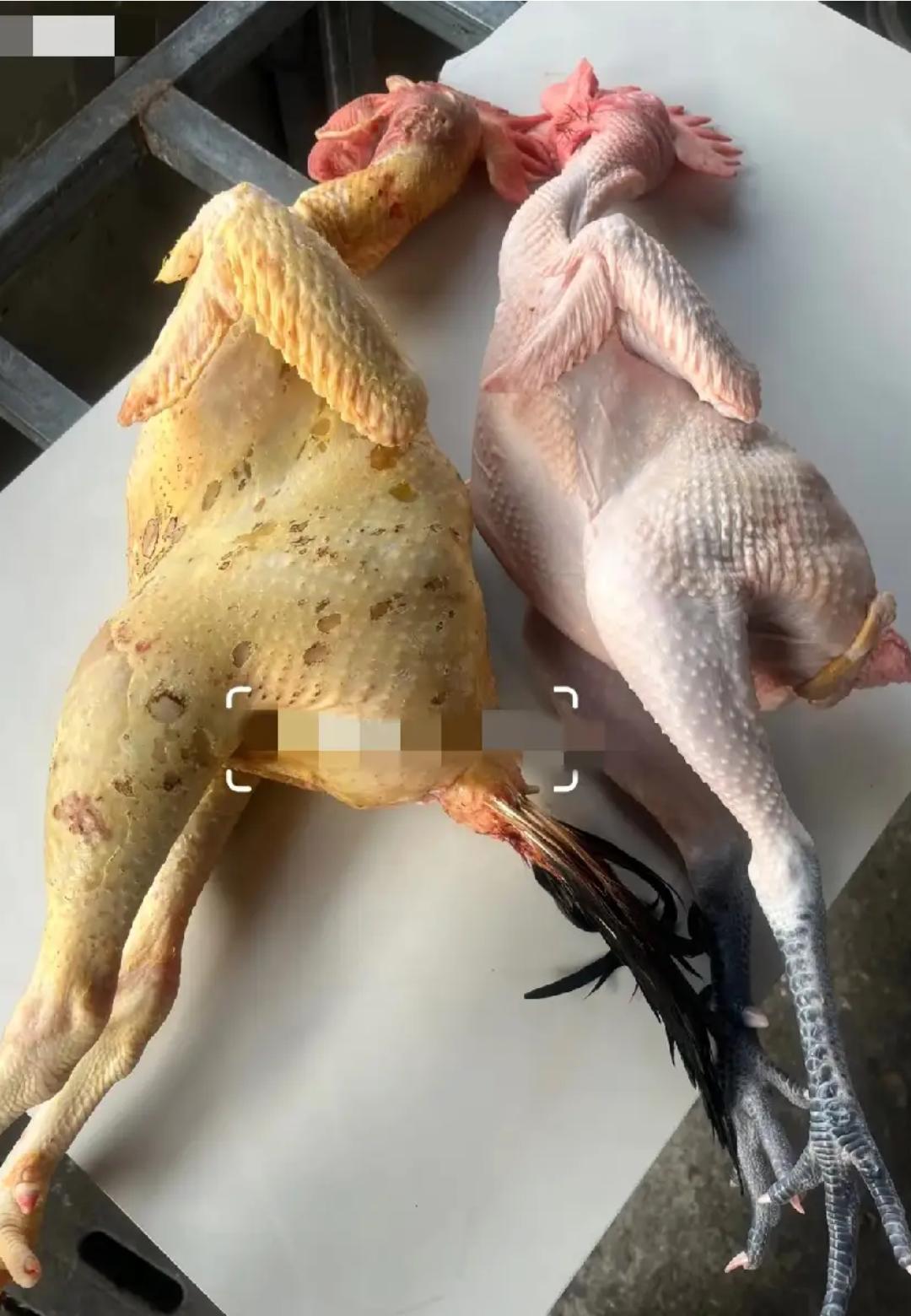 两只都是公鸡，其中有一只是农村散养鸡，你能分辨出来吗？