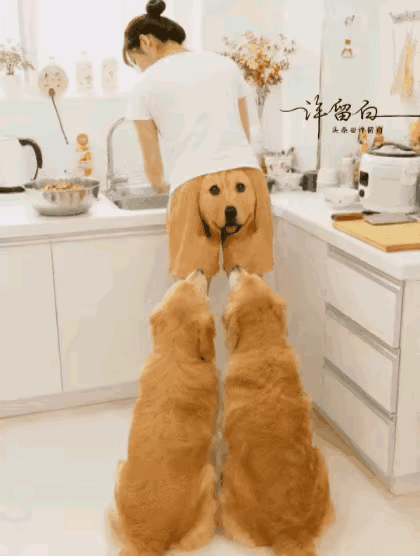 谁能料到一条短裤，闹出一桩趣味满满的小闹剧。女主人在厨房忙着洗碗，身上短裤