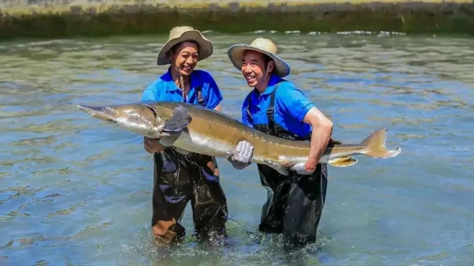 是时候撕掉它们的进口光环了 长久以来，鹅肝、鱼子酱、橄榄油、黑松露被贴上欧美