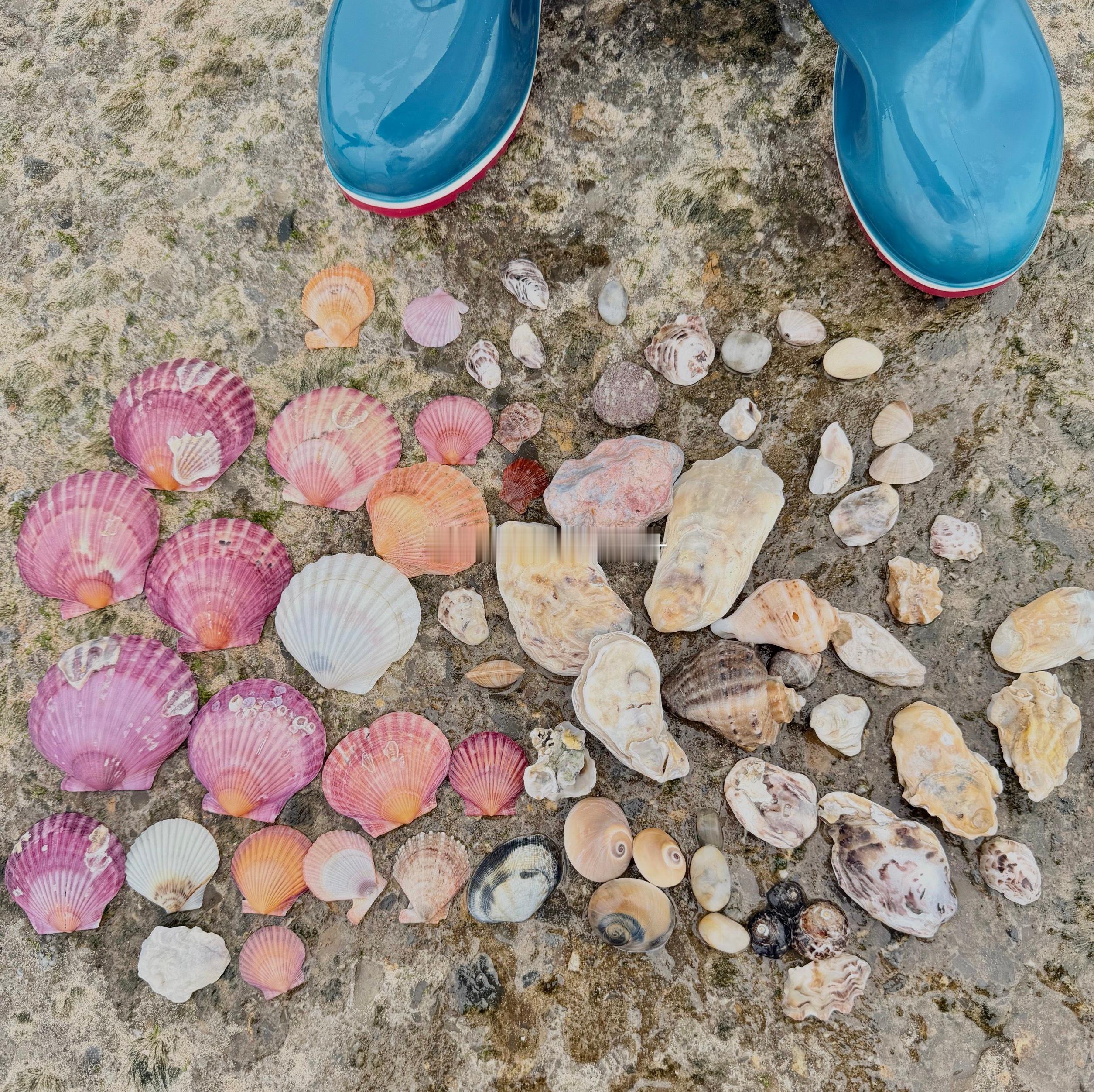 捡贝壳上瘾啊，漂亮🤩的粉色桃心❤️贝壳🐚