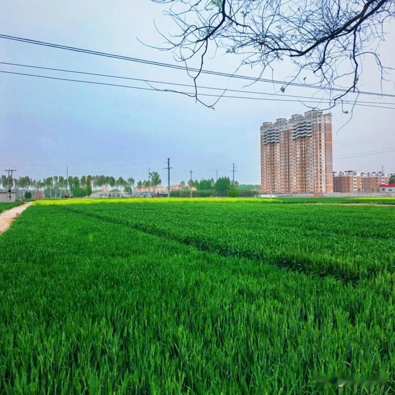 只剩不到60天！山东小麦冲高产，这4件事千万别大意山东种地的老乡们注