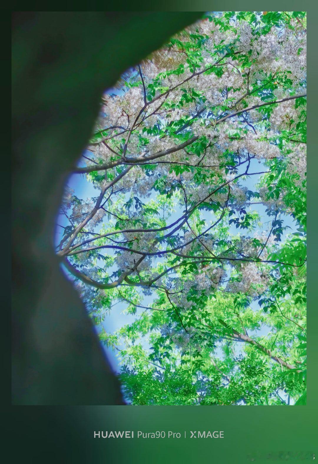 苏州的晚春，藏在怡园这棵苦楝树里。淡紫花雪落在黑瓦飞檐上，风一吹，就下起了江南的