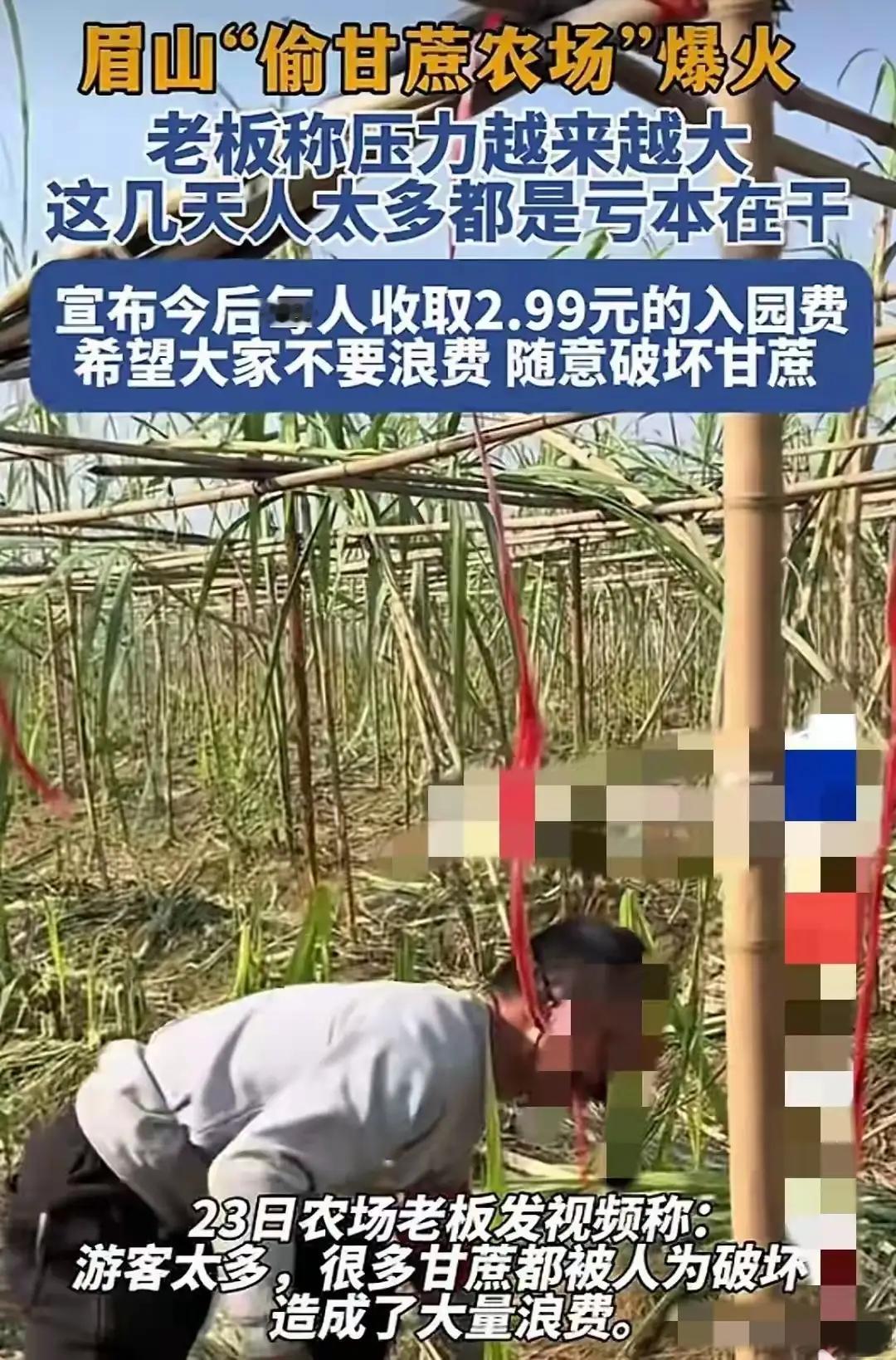 体验经济再次上了热搜！可是这浪费也太严重了！眉山一位甘蔗老板因甘蔗销量不佳，