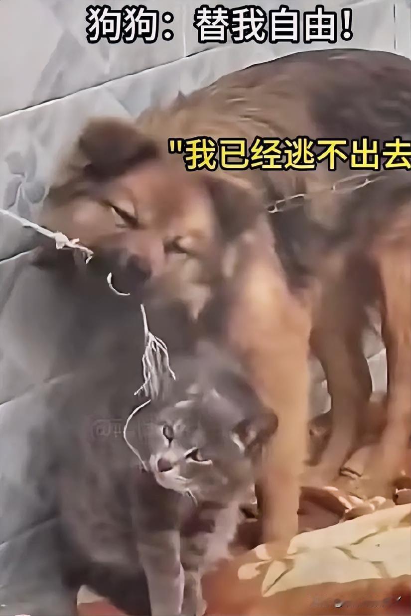 看到这只被铁链牢牢拴住的狗狗，正拼尽全力去咬断拴着小猫的绳子，我突然鼻子一酸……