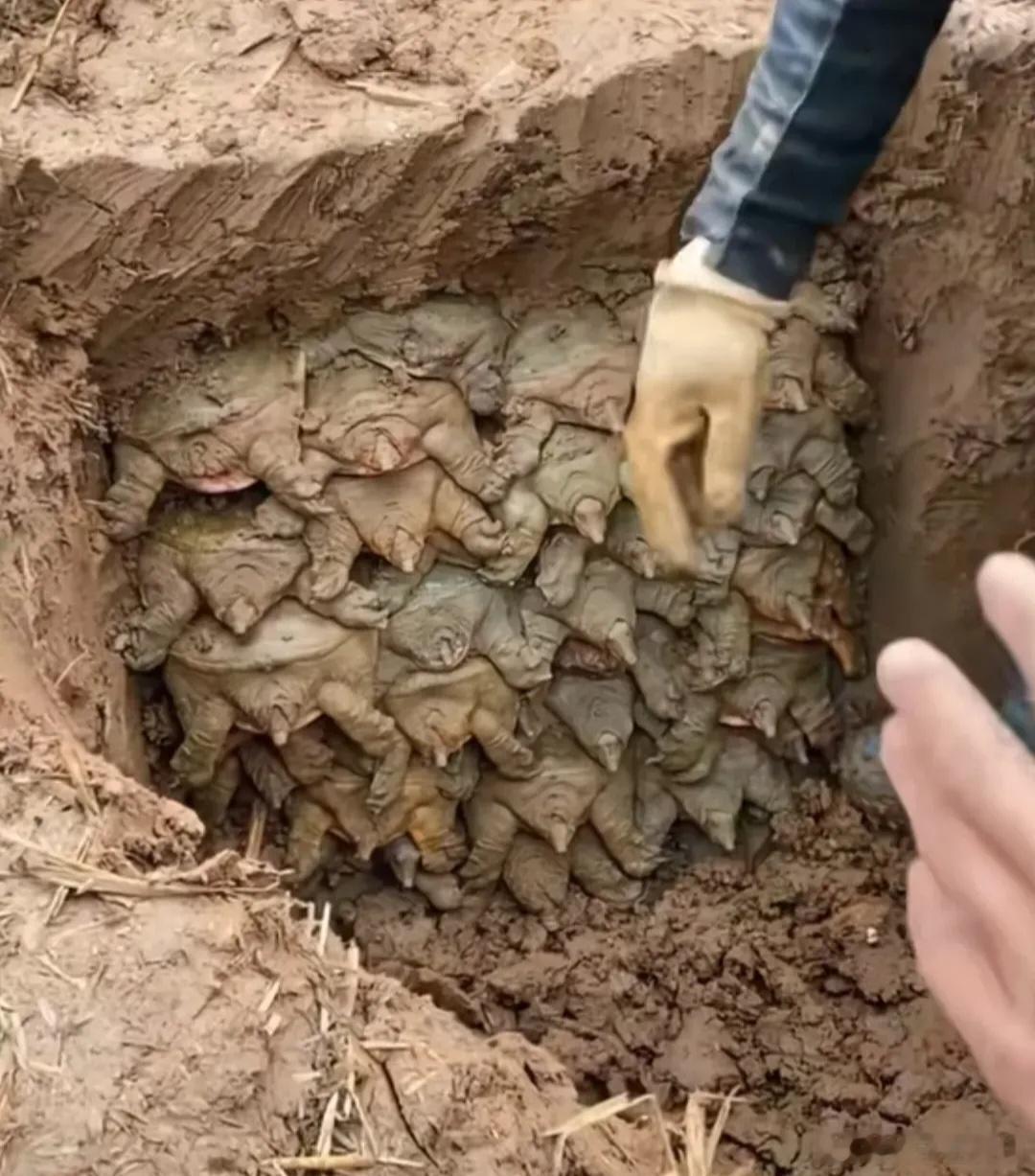 不懂就问，干嘛乌龟要叠成这样？冬眠？[并不简单]​​​