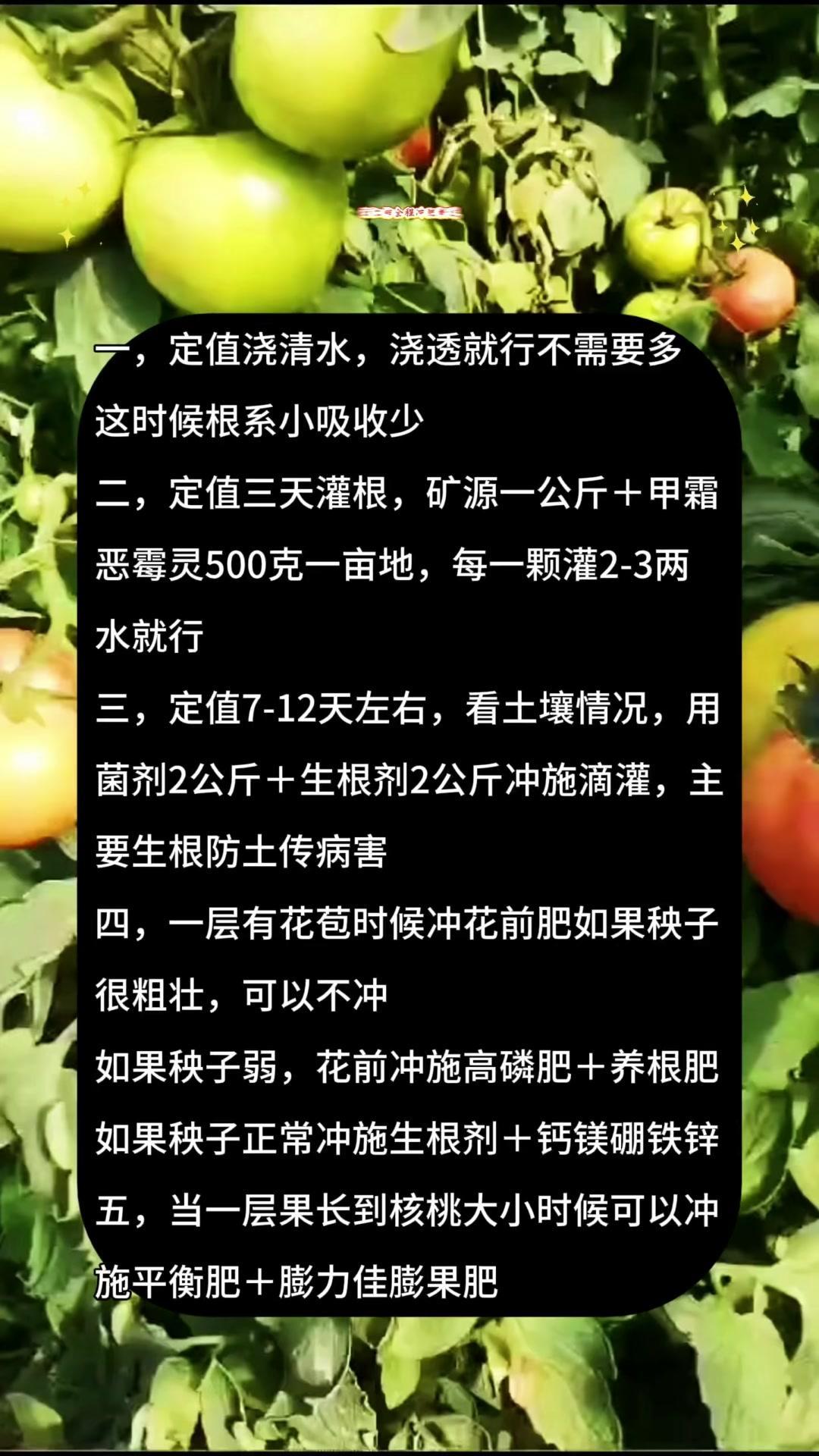 西红柿膨果期施肥，这3点要做好！🍅西红柿膨果期是产量和品质的关键期，但很多人施