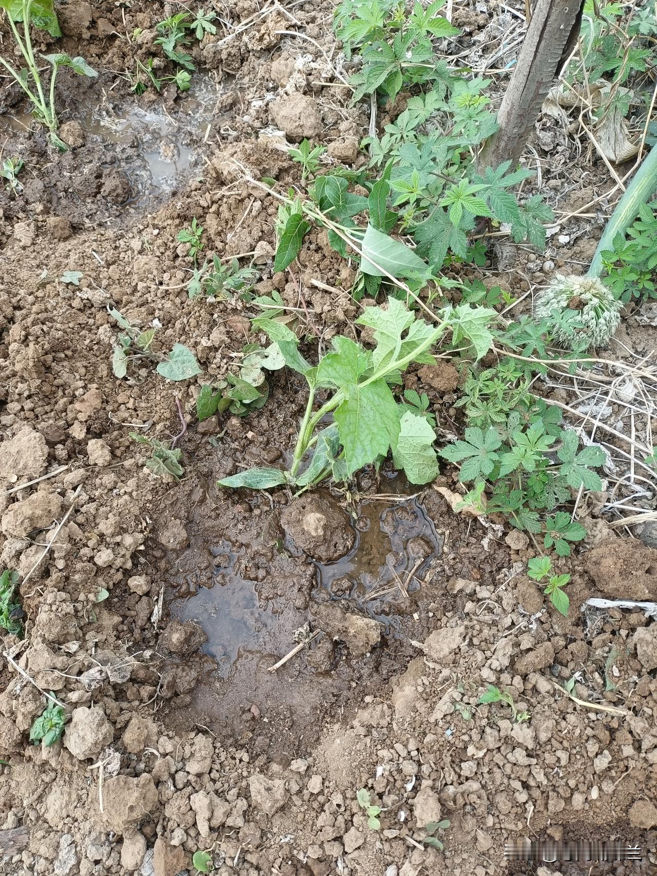昨天栽了几棵丝瓜苗，正好今天下雨了，丝瓜苗栽的真是时候。我家今年没种丝瓜苗，