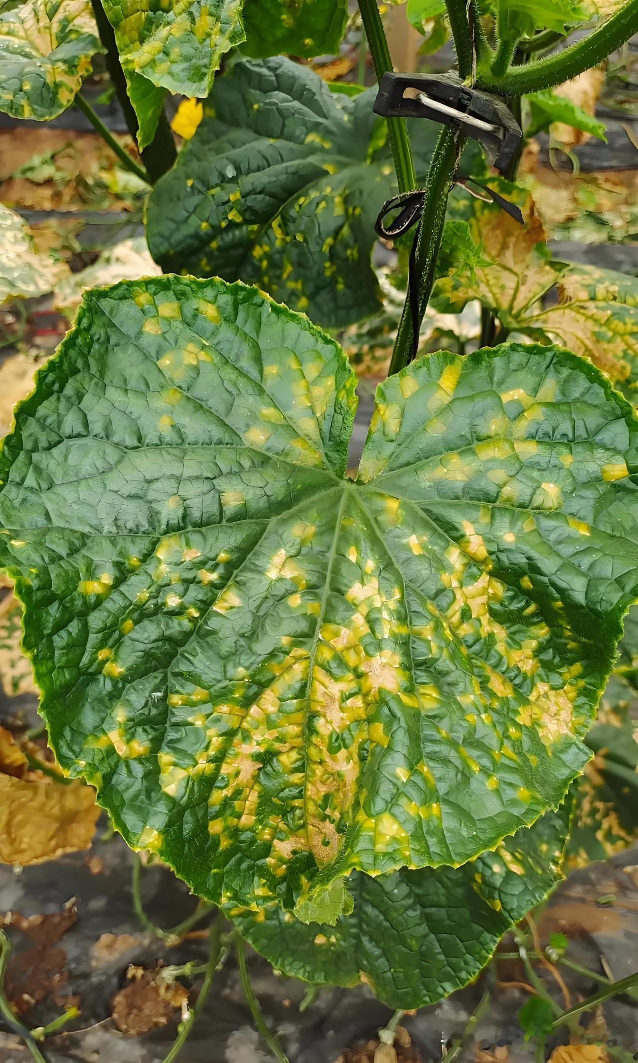 怎样提前预防黄瓜霜霉病?看完就懂抓紧收藏起来吧种黄瓜的农友注意了！雨后黄瓜