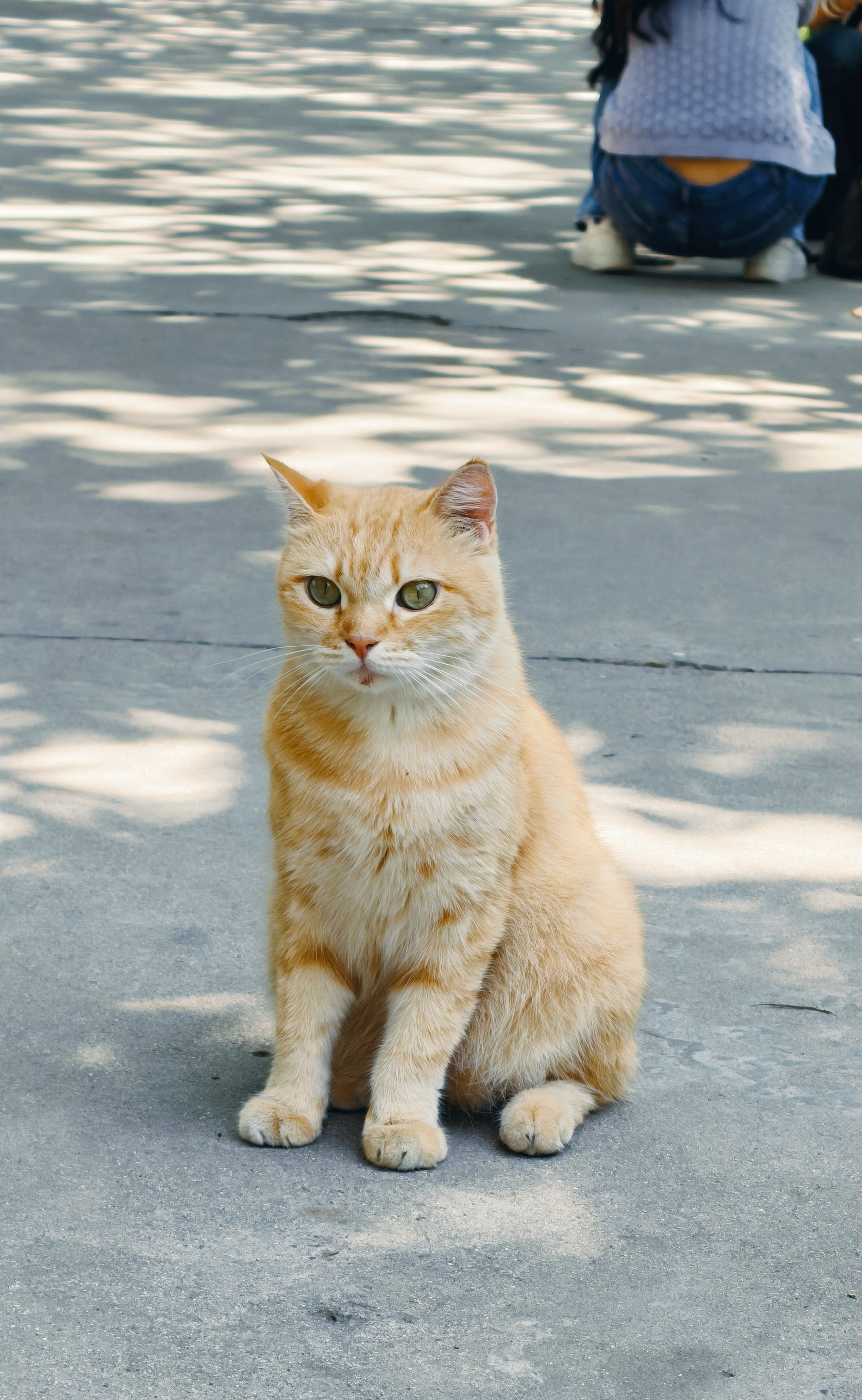 寺里的猫气质就是好​​​