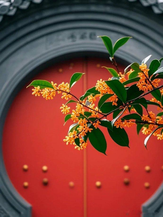 朱墙之下桂花香，是中国风的高级美！