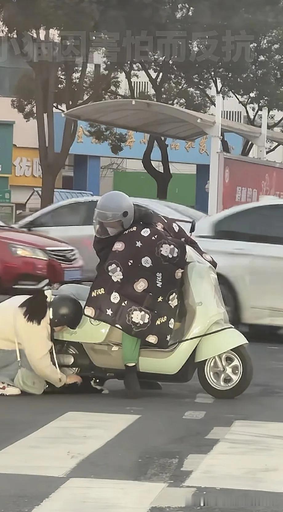 人民日报点名点赞！江苏常州红绿灯路口这一幕，看哭无数人一只流浪小黑猫一瘸一拐卡