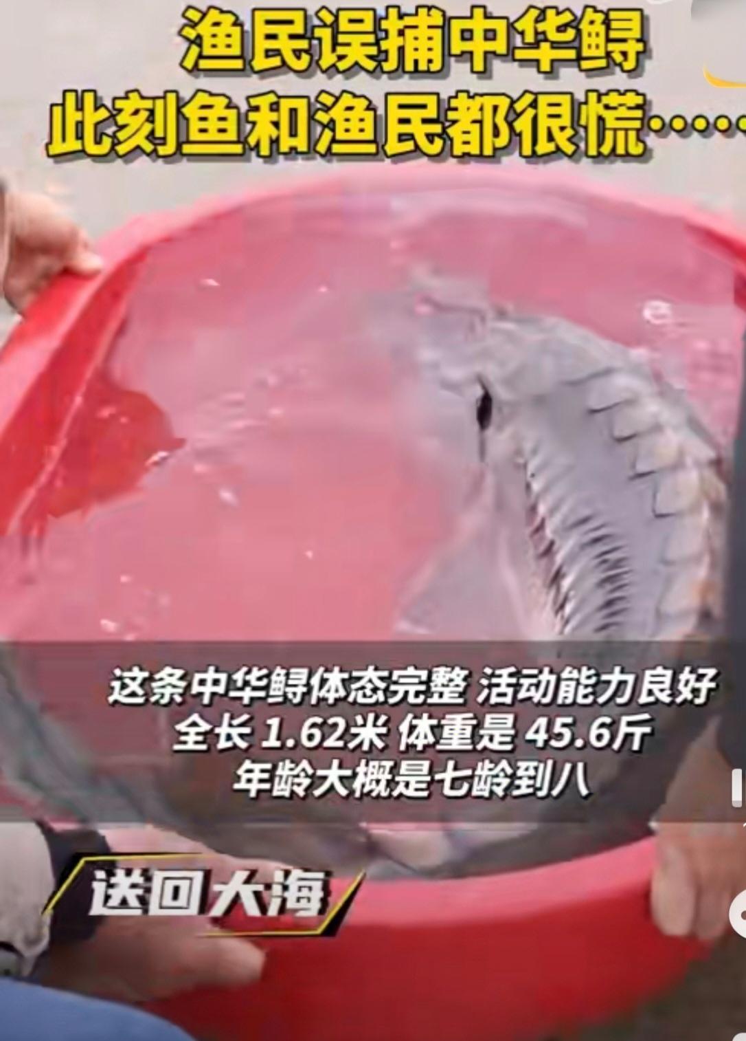 南通渔民误捕中华鲟紧急护养后成功放归11月4日，江苏南通渔民捕鱼时意外捕