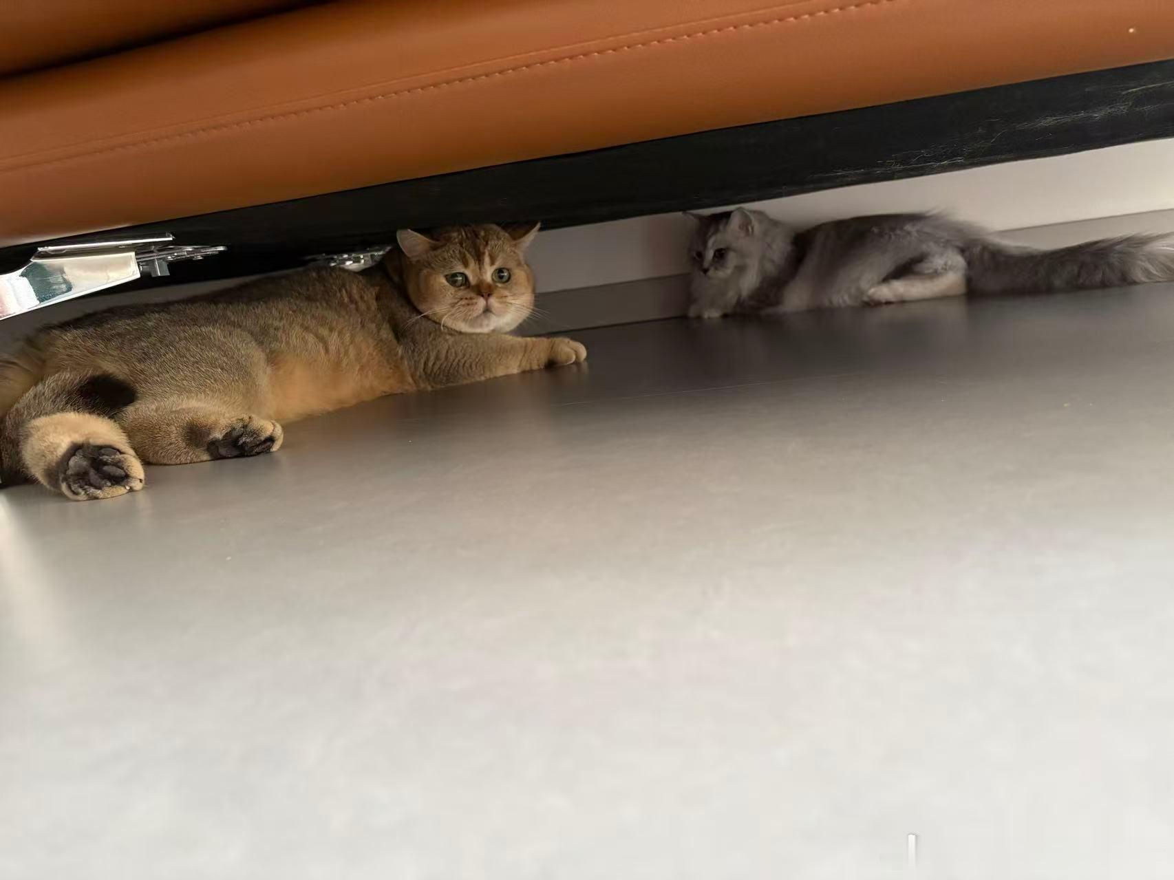 正在隔离的两只猫咪🐱只能让它们慢慢熟悉对方，现在还处于菜猫互啄的阶段；放在一起