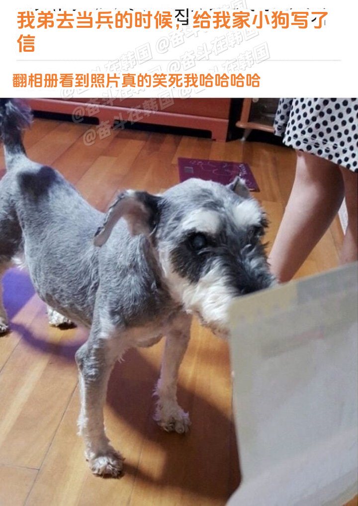 去当兵的弟弟给家里小狗写的信海外新鲜事热点现场