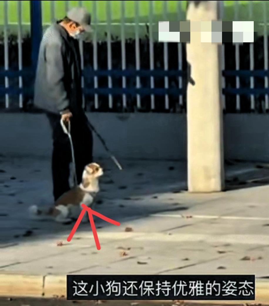谁说只有人才懂“等”？所有人都点赞的画面，我看一次暖一次！生病的老人牵狗散步，小