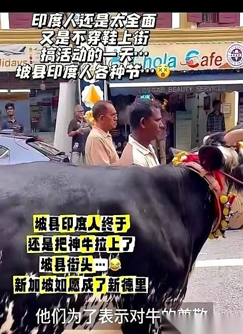 最近网上几段新加坡的视频，把这座城市的“规矩”，彻底问住了。一头壮硕的牛，就被