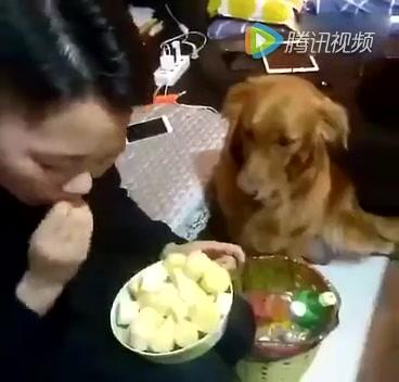 狗为啥会吃甘蔗 10620636164028765569.jpg?id=0