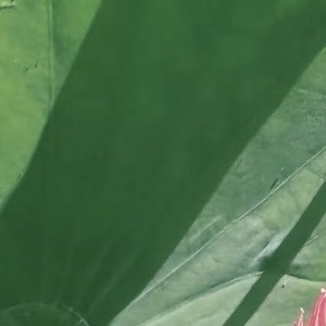 🥺荷花种植方法一、选购荷花种子或幼苗，可选择已经培育好的幼苗或工程上常用的主