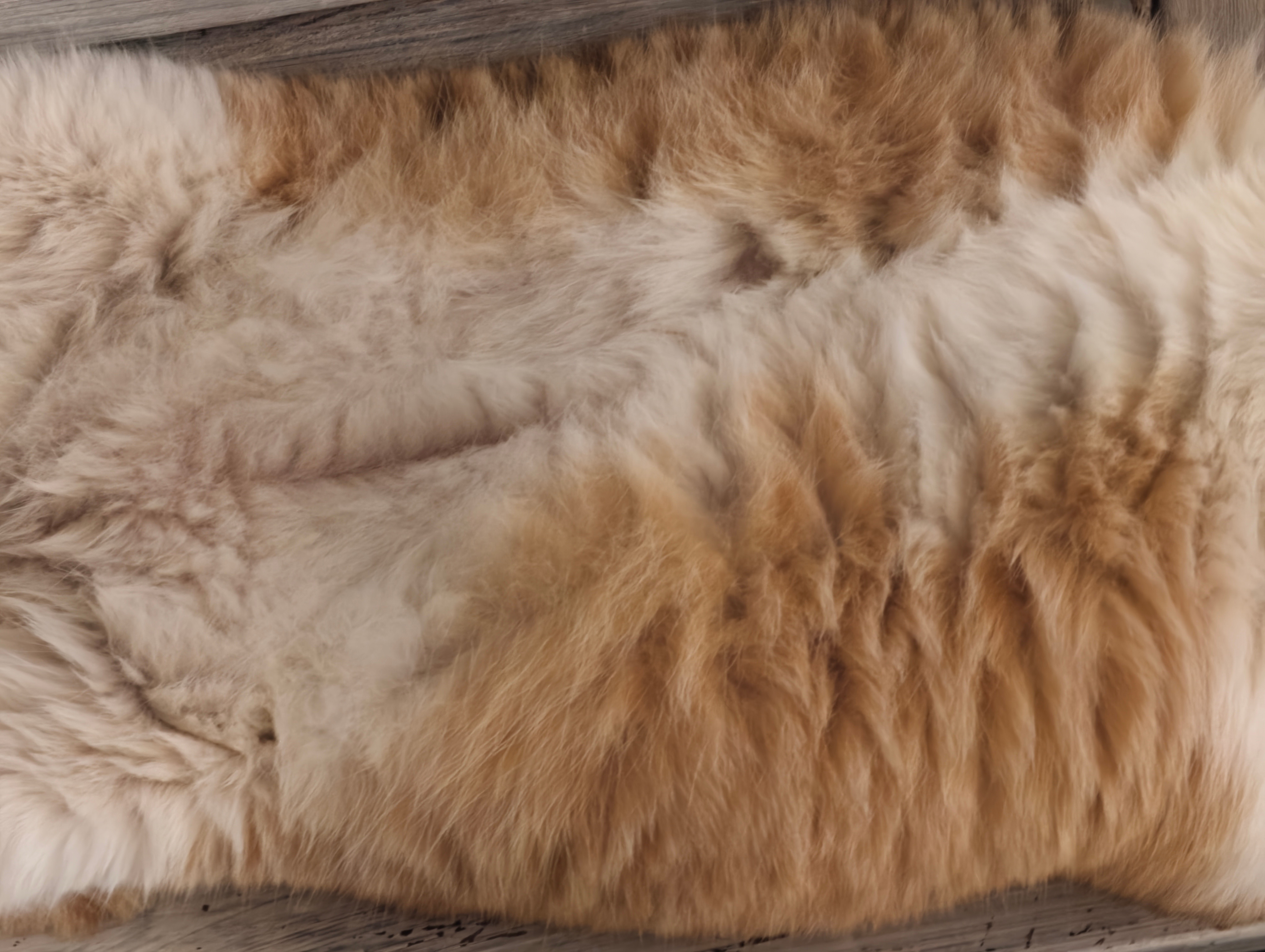 这猫…是真的胖啊​​​