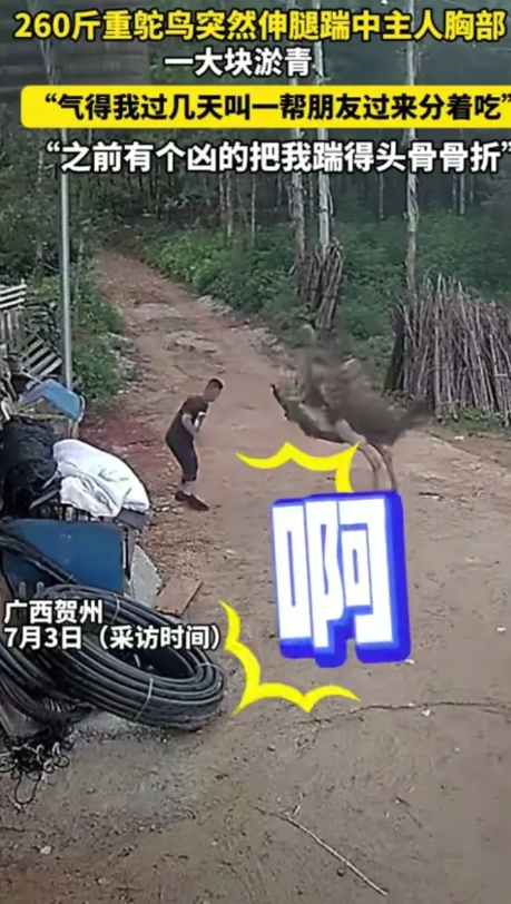 7月1日，广西贺州。男子去摸260斤重的鸵鸟，它突然脚踹男子的胸部，气的过几天叫