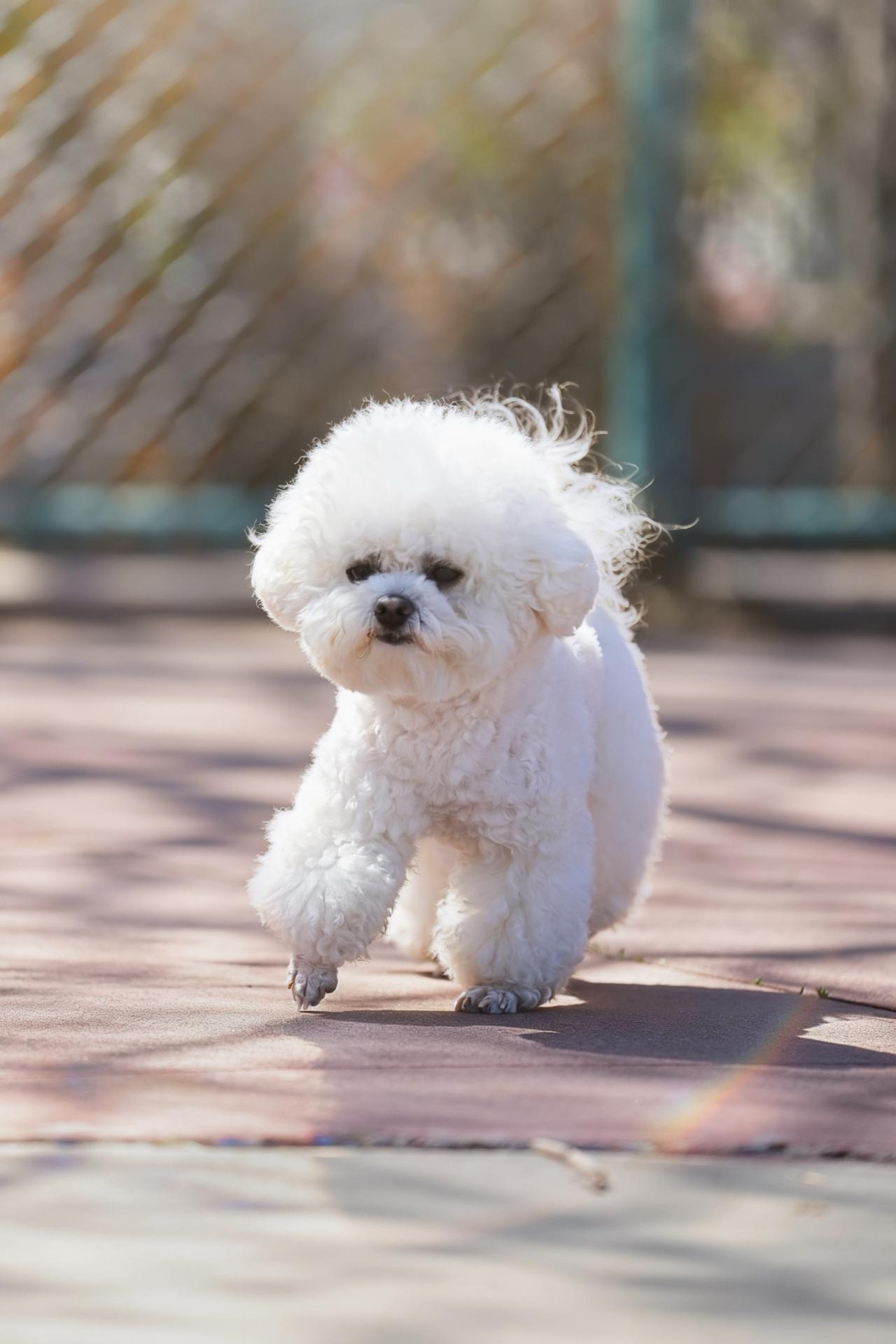 萌宠比熊犬比熊犬可爱比熊一坨棉花糖狗狗