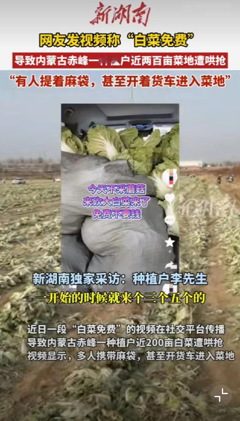 数百人涌入200亩白菜遭抢。造谣种植户的农产品“免费收割”，套路已经开始固化：造