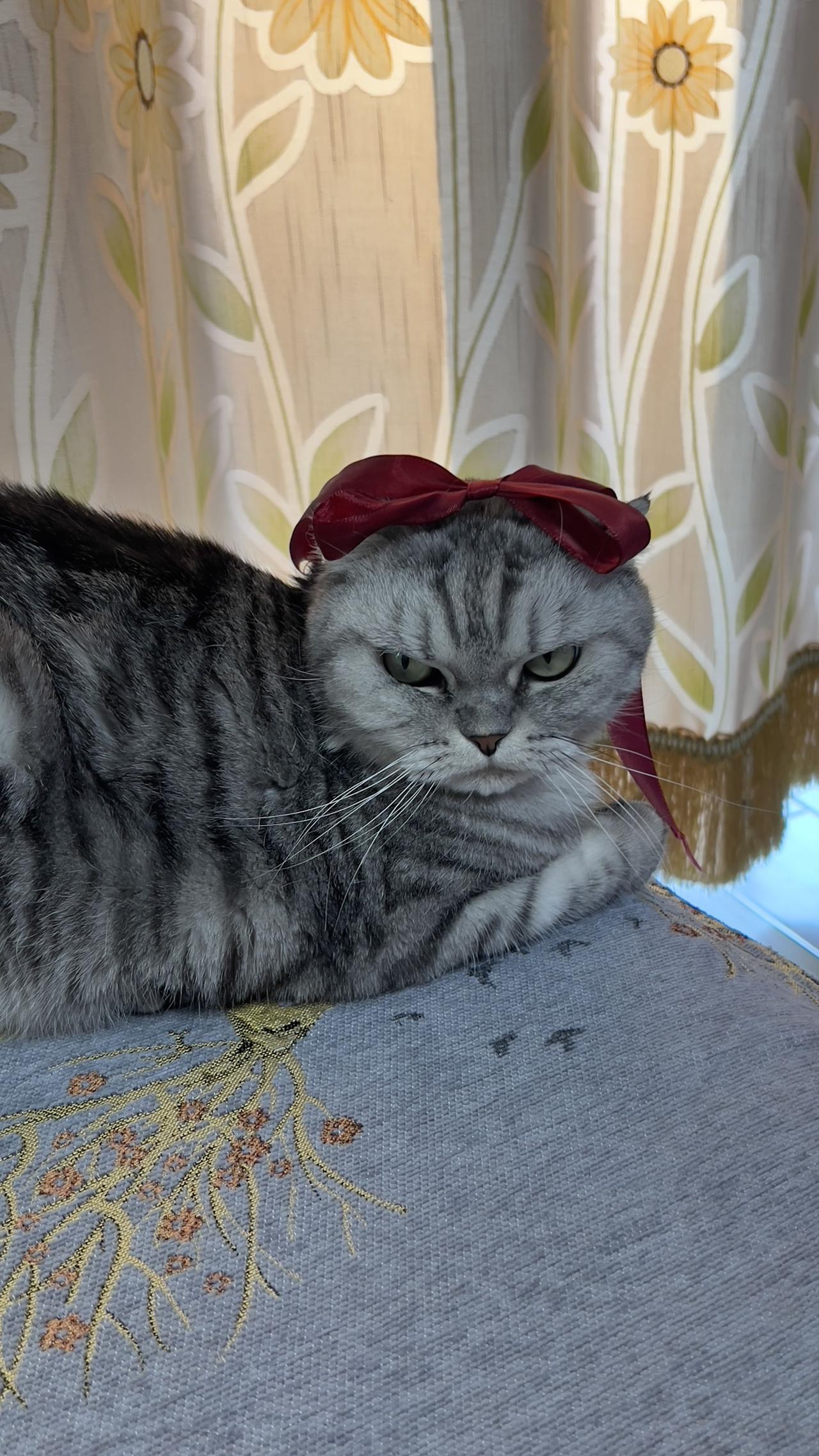 晒出你家的猫咪