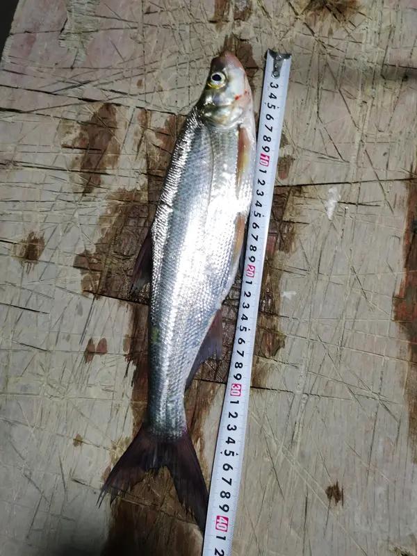 山东这事儿太逗了！青岛一男子钓了一天的大翘嘴鱼，放店门口去买豆腐，回来鱼就没了。