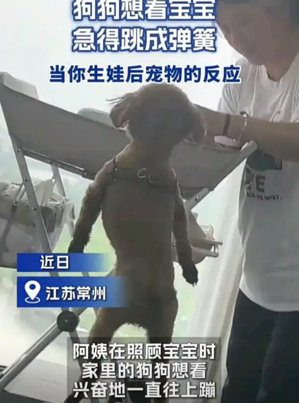 太有趣了！近日，江苏常州一位阿姨在照顾刚出生不久的宝宝时，家里的小狗由于非常想看