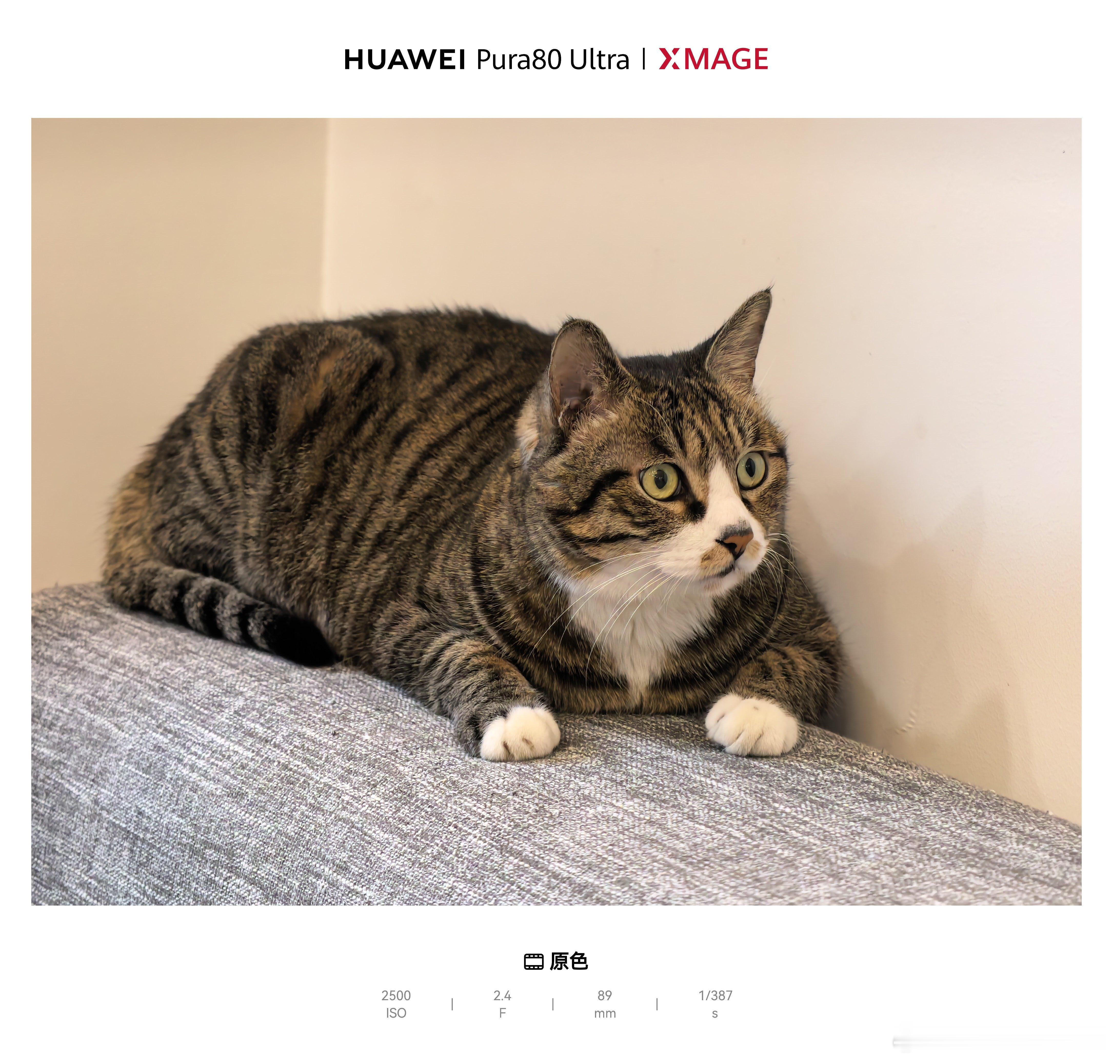 今天家里换沙发，旧沙发搬走前，把喵悟空放上去尽情的抓