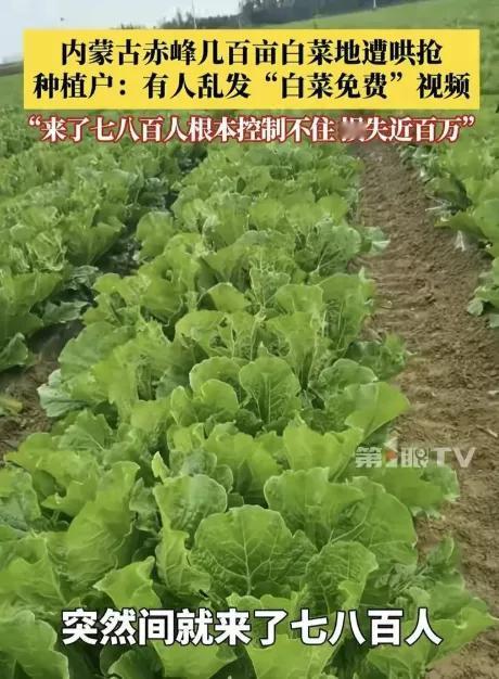白菜免费？别让贪小便宜的心，砸了菜农一年的饭碗！这两天，内蒙古赤峰菜农李先生