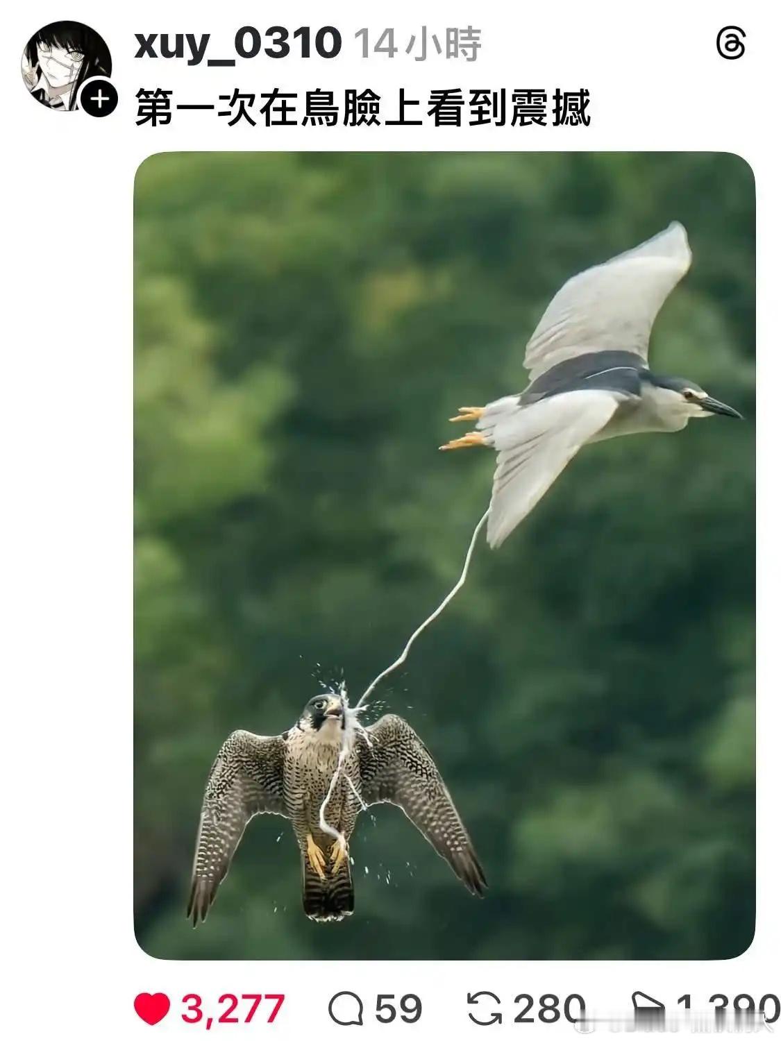 第一次在鸟脸上看到震惊