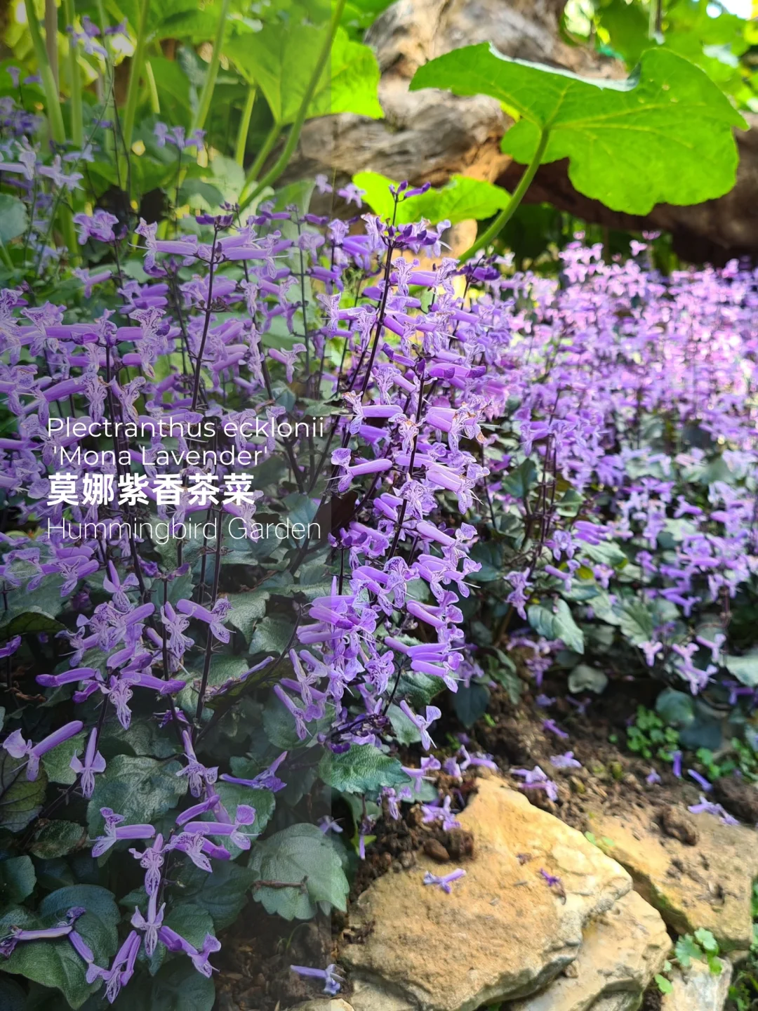 春夏秋花园紫色超长花期耐热-莫娜紫香茶菜