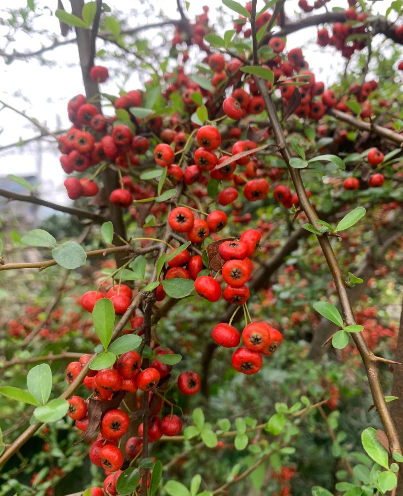 结的是真多呀！有人认识这是什么果子嘛？尝了下有点酸还有点涩应该吃不了带果