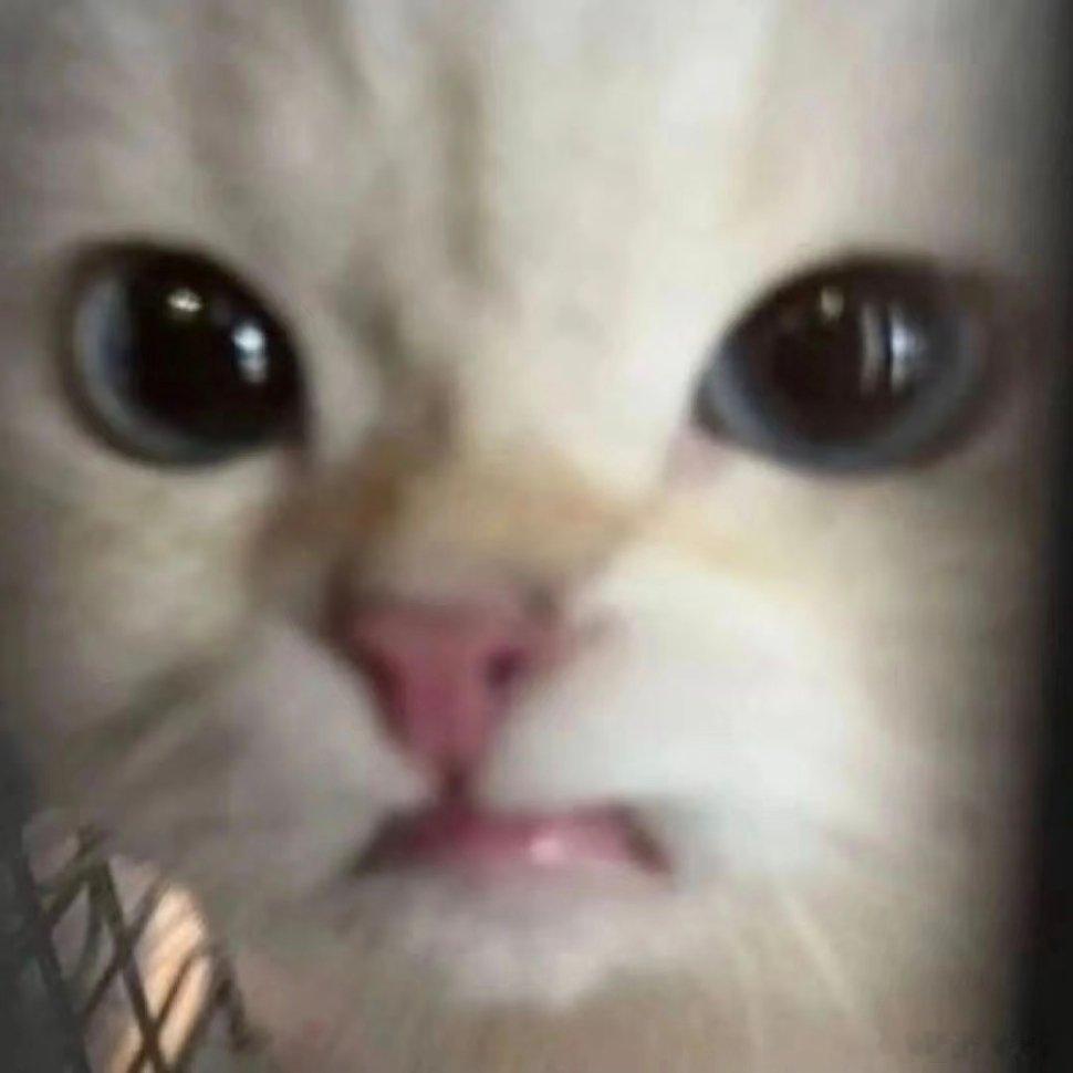 猫咪表情包。