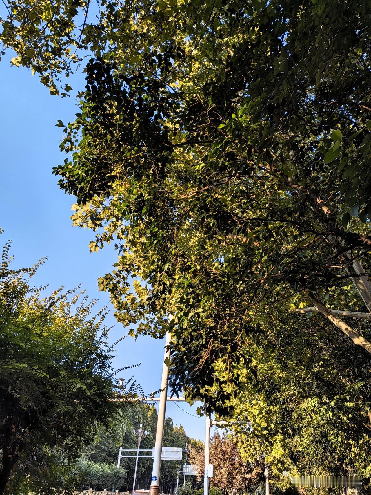 今天继续来给友们分享一下我的家乡石家庄，我爱我的家，它是我出生和生活至今的家。我