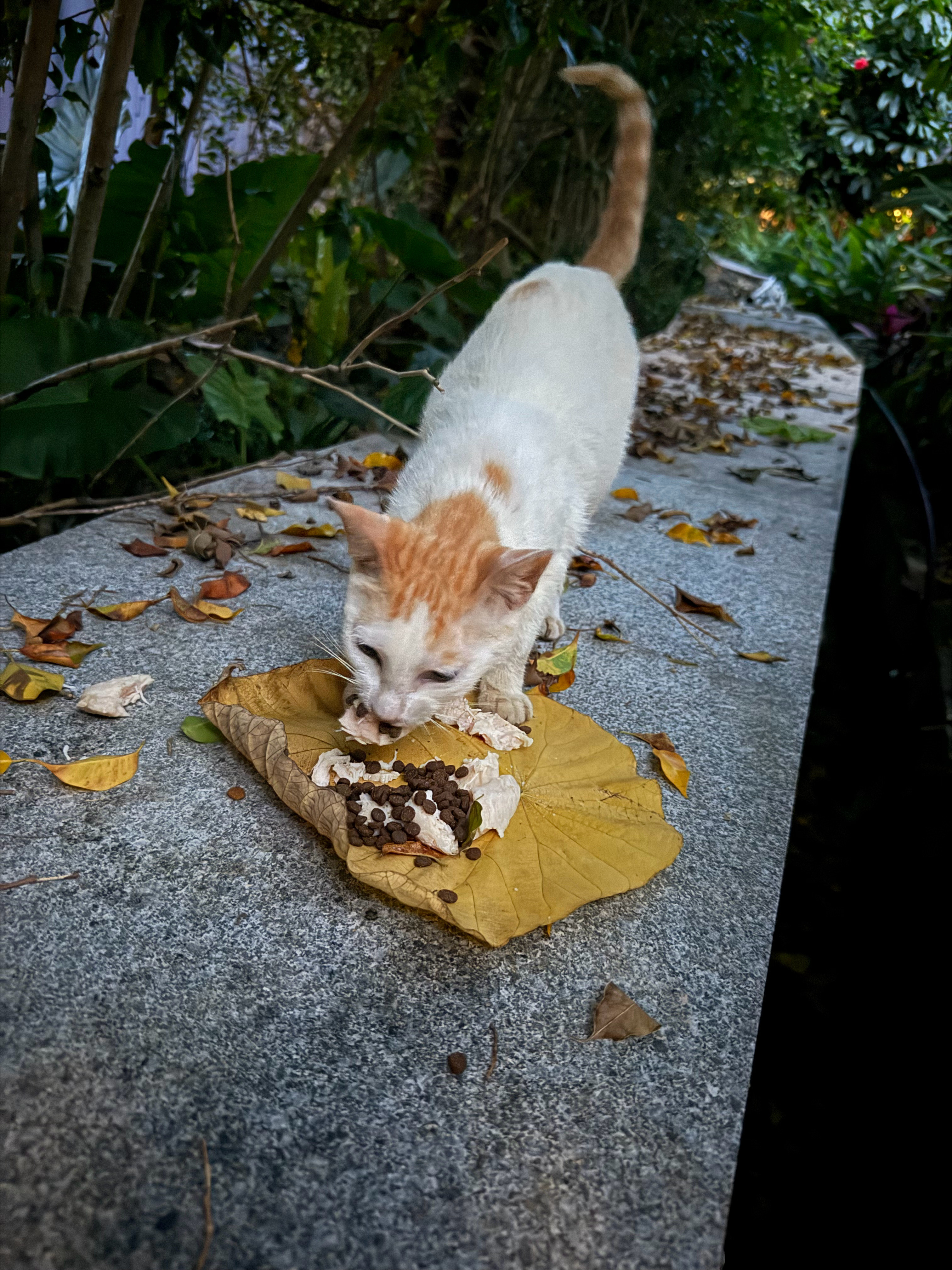 想说的是，我遇见多艰难的流浪猫妈妈都是这样，总是把我留下最大的肉块含在嘴里，先叼