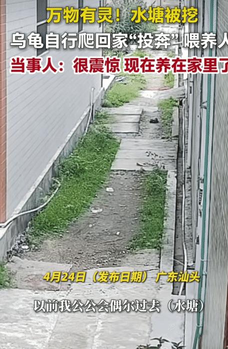 “万物有灵！”广东汕头，乌龟生活的水塘被挖。没想到，它自行爬回家“投奔”喂养它的