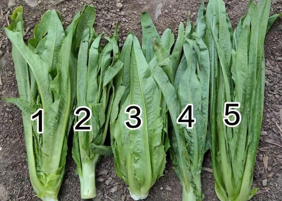 五棵菜整整齐齐往桌上一摆，你猜怎么着？一桌子人愣是只叫得出两棵的名儿。左边那棵