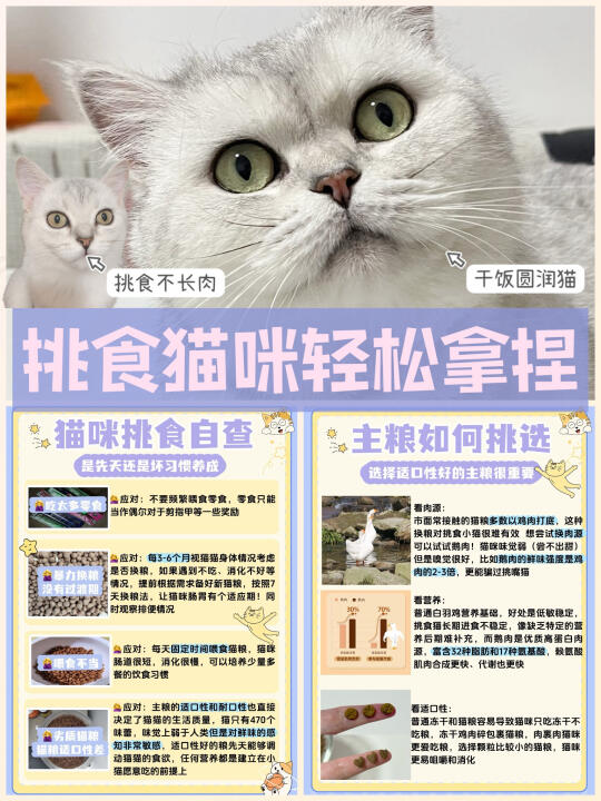 猫咪挑食好难养🤔是先天还是养成坏习惯