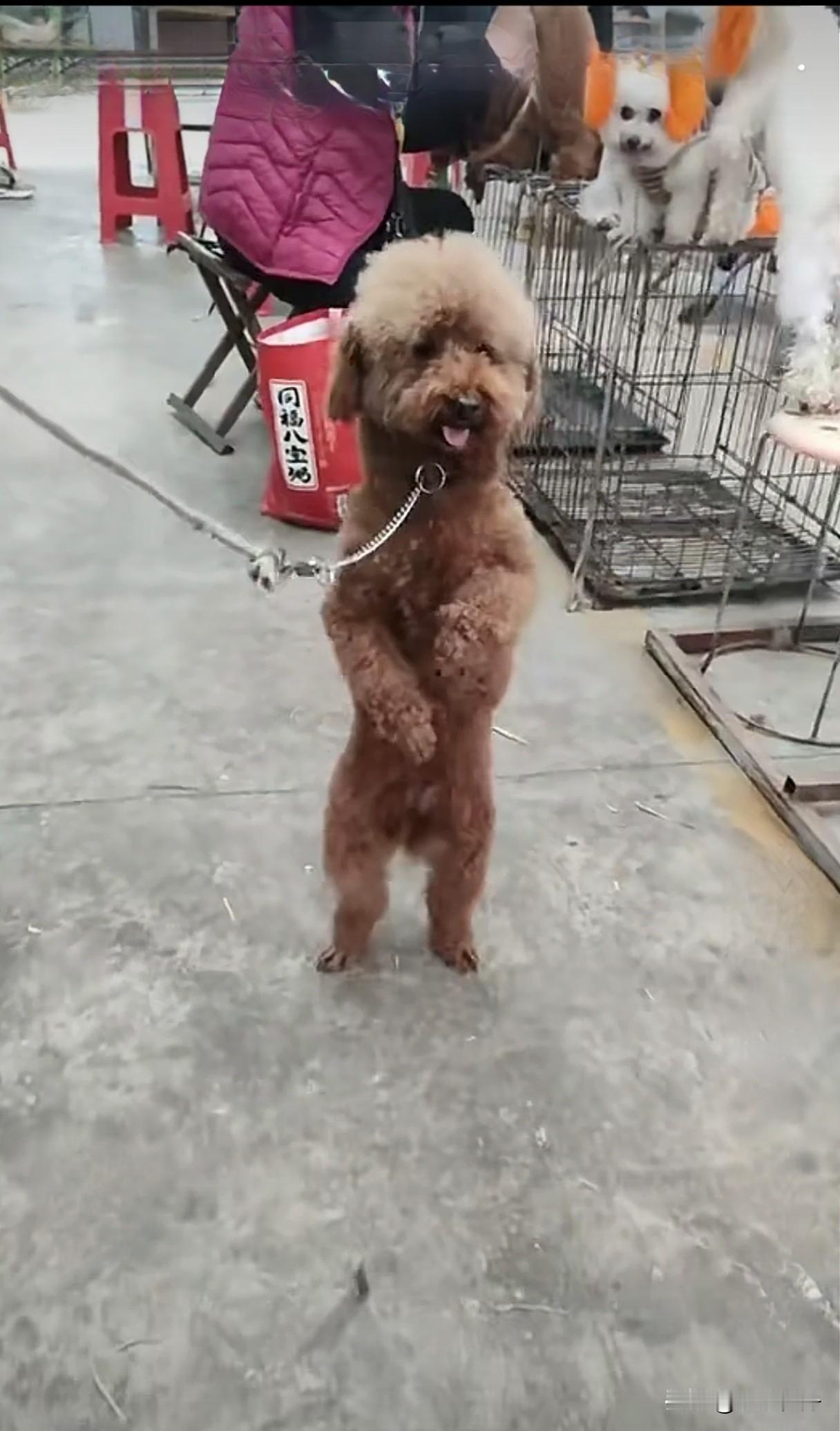 男子为了卖小狗竟然逼小狗人立走路推销自己。可怜的小狗只要前腿落地就会挨抽，只能站