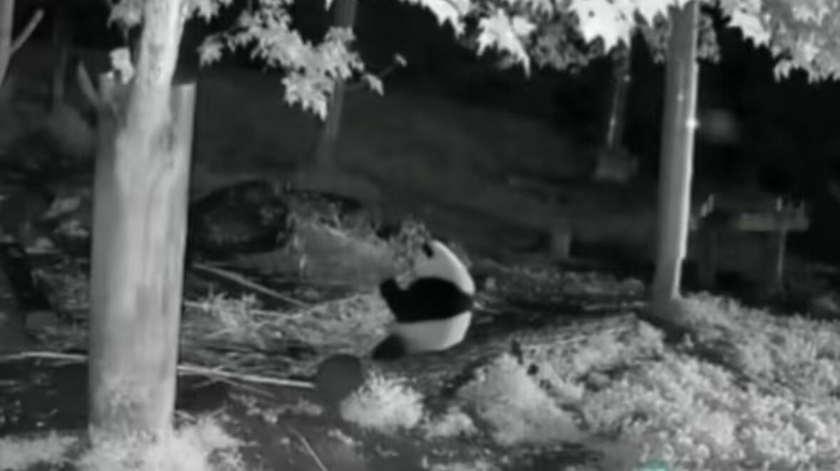 终于知道熊猫的黑眼圈是怎么来的了：大型深夜栏目之苏琳一家的夜生活从一熊到一熊带