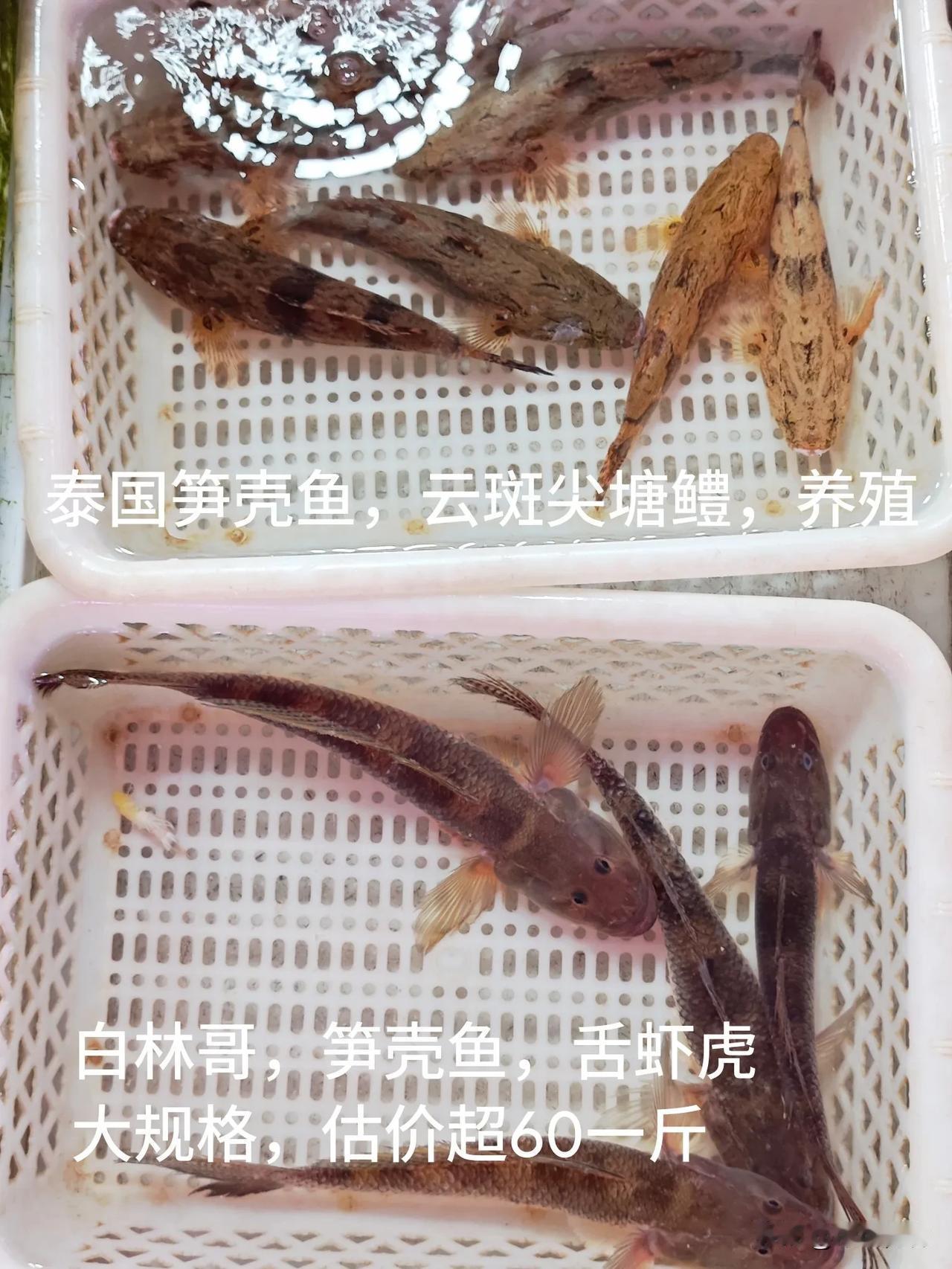 两种笋壳:泰国笋壳鱼，广州滚汤笋壳鱼。上:泰国笋壳鱼，引进养殖的云斑尖塘鳢。